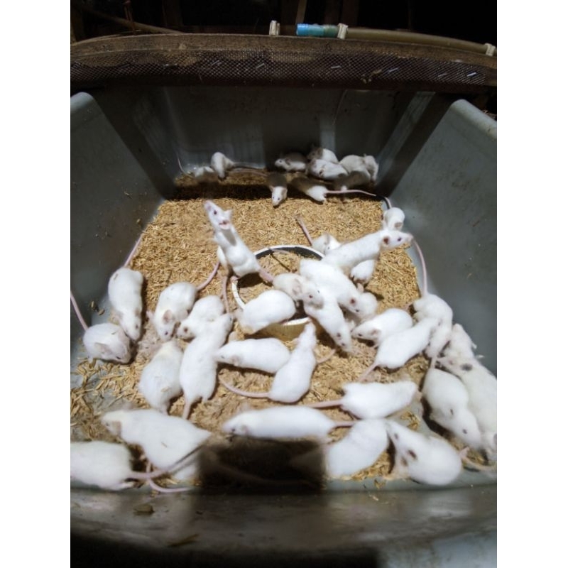 indukan tikus putih mencit 1 J : 4 B