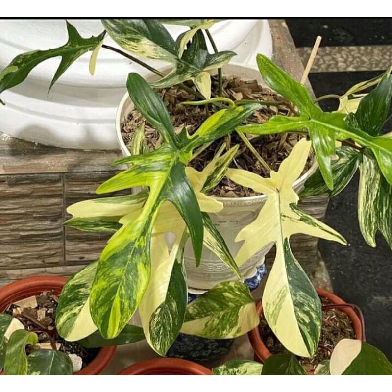 Philodendron Flobe Varigata Jumbo Narrow 5-7 Daun UP / Flobe Varigata