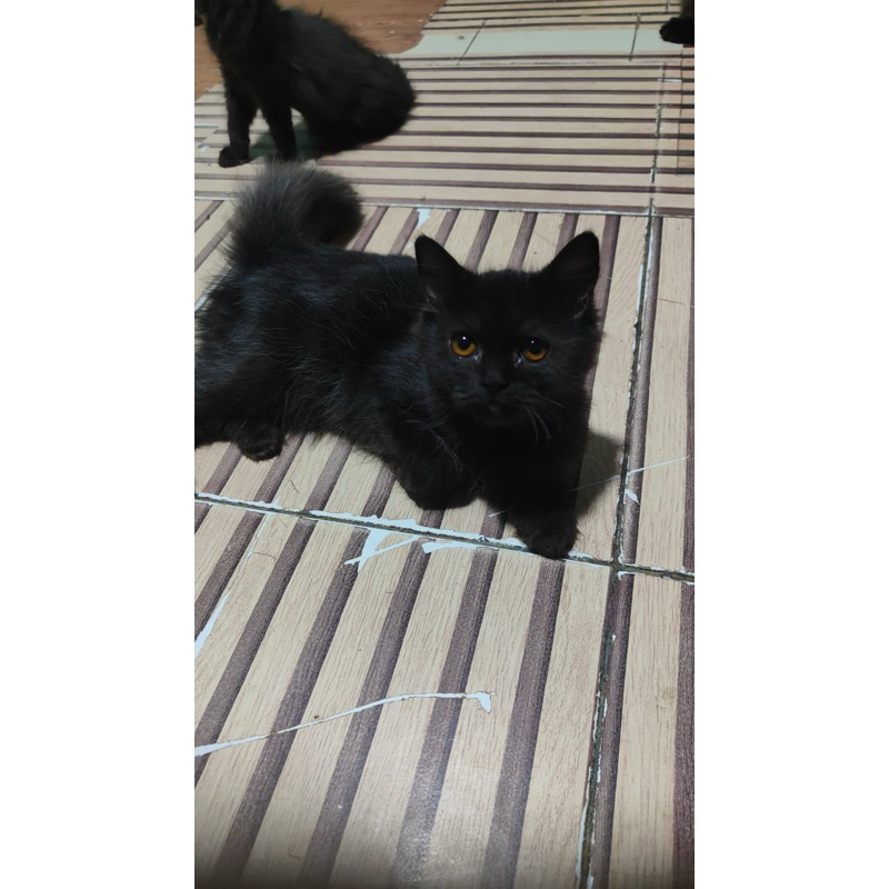 kitten persia jantan