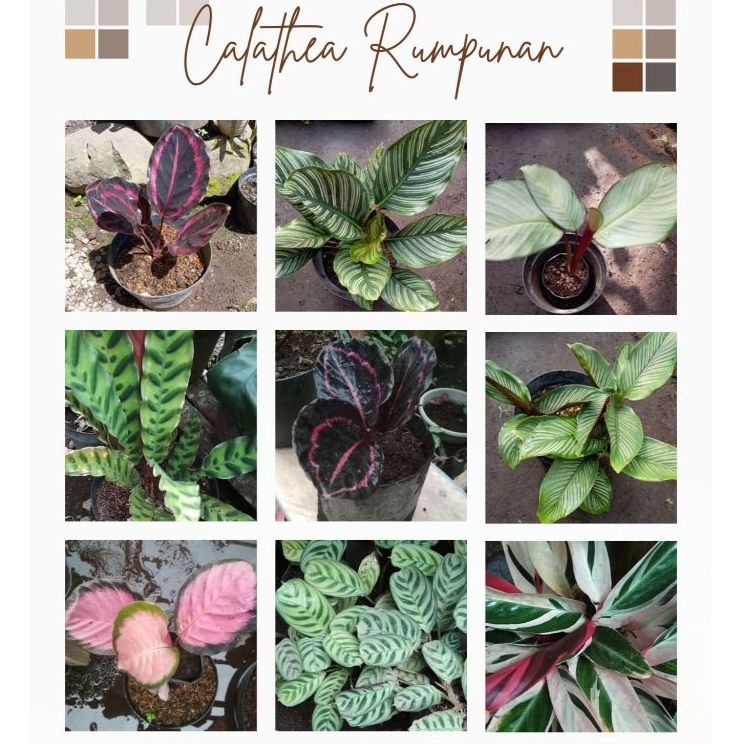 Calathea Rumpunan Black Lipstik Crimson Sintya Pink Jessy
