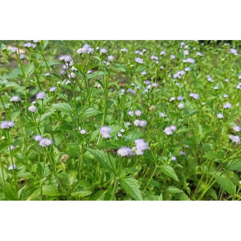 

Daun Babadotan Segar Fresh