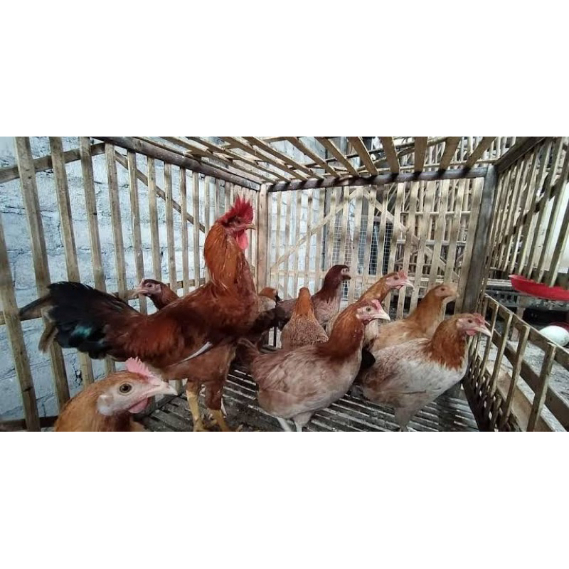 

TELUR FERTIL AYAM ELBA UNTUK DI TETASKAN