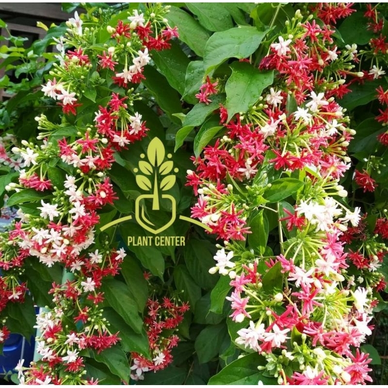 Tanaman Hias Bunga Melati Belanda - Bunga Melati Belanda - Melati Belanda