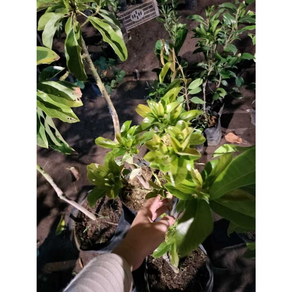 LIVE - Bibit Alpukat Miki Kondisi Berbunga Tinggi 1 M