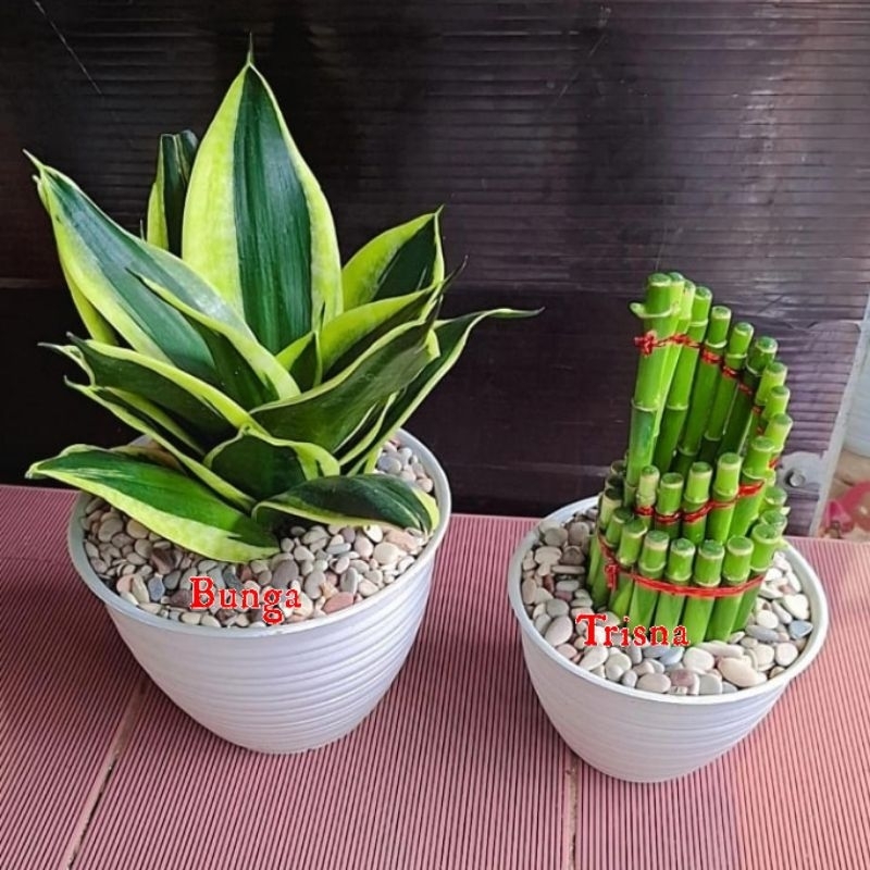 Paket hemat 2 tanaman siap pajang Sensivera pagoda dan bambu hoki mahkota/Bambu Rejeki/Lidah mertua 