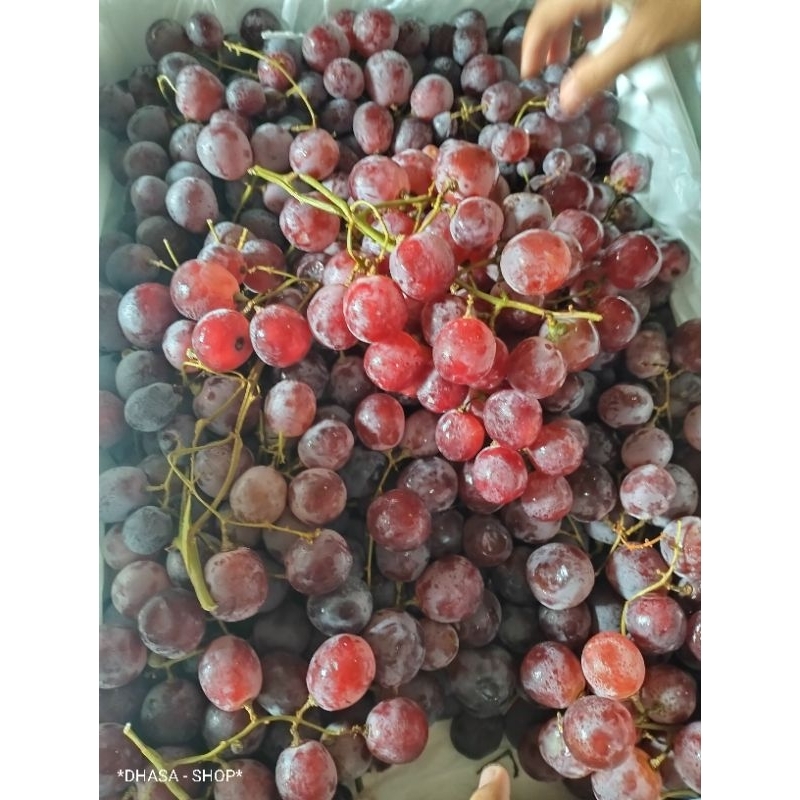 

anggur red ausy manis 1kg