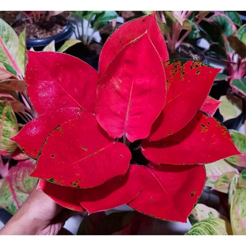 ( BISA COD ) Aglonema Suksom Jaipong Merah Mutasi Tanaman Hias Aglonema Aglaonema Suksom Jaipong Mer