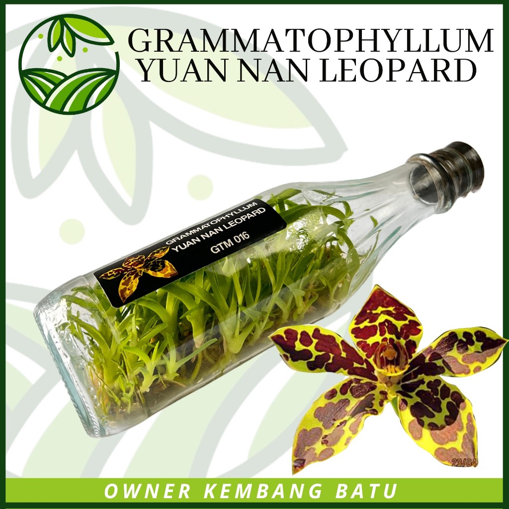 Grammatophyllum YUAN NAN LEOPARD Botolan Langka Import Sundul Botol