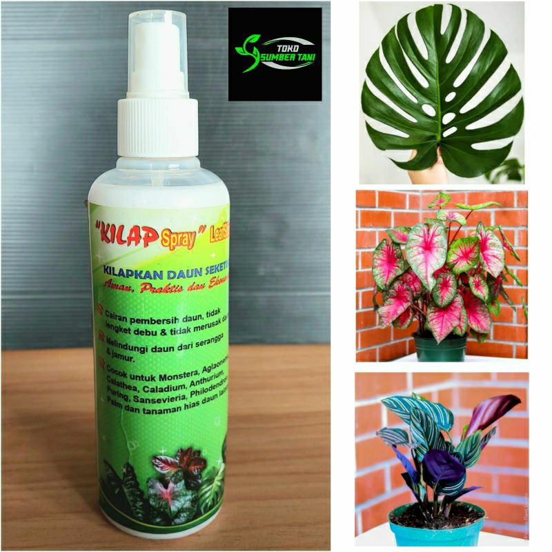 KILAP DAUN Spray 250ml Pengkilap Daun Tanaman Hias