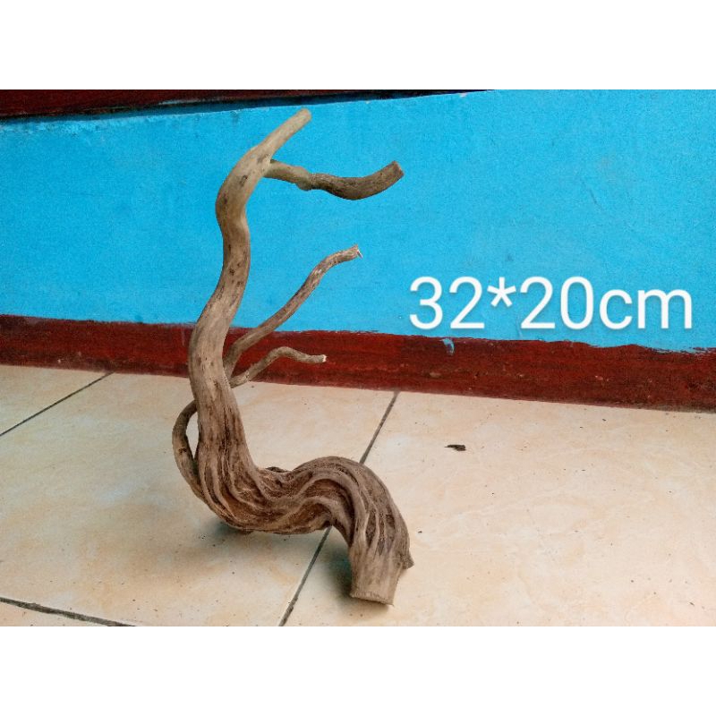 kayu santigi aquascape