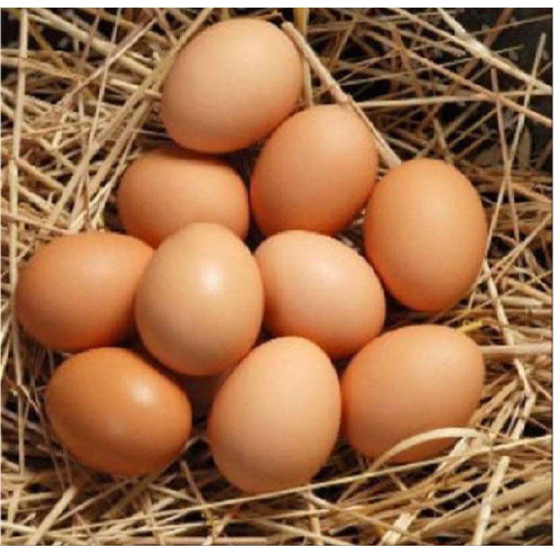 

TELUR AYAM NEGRI 20 BUTIR