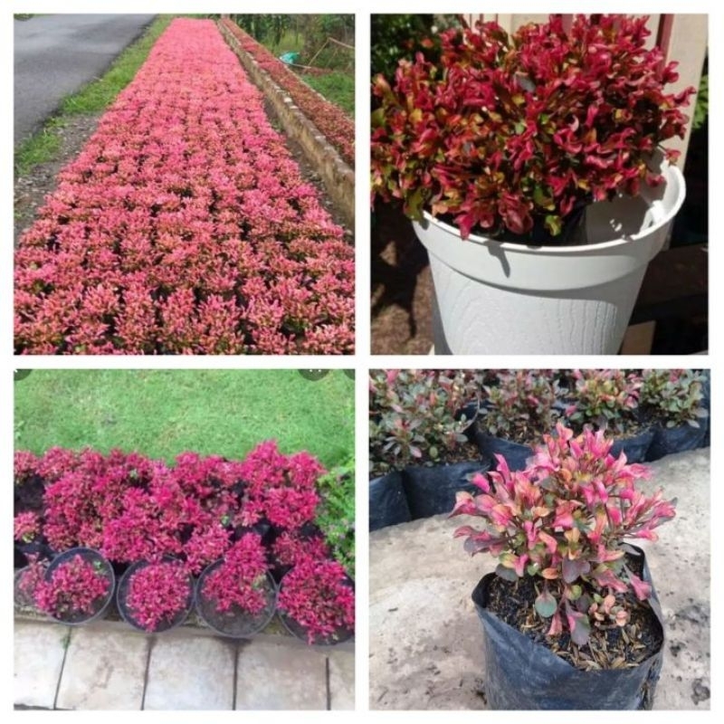 Tanaman hias krokot merah super cantik beli 3 bonus 1+pupuk penyubur