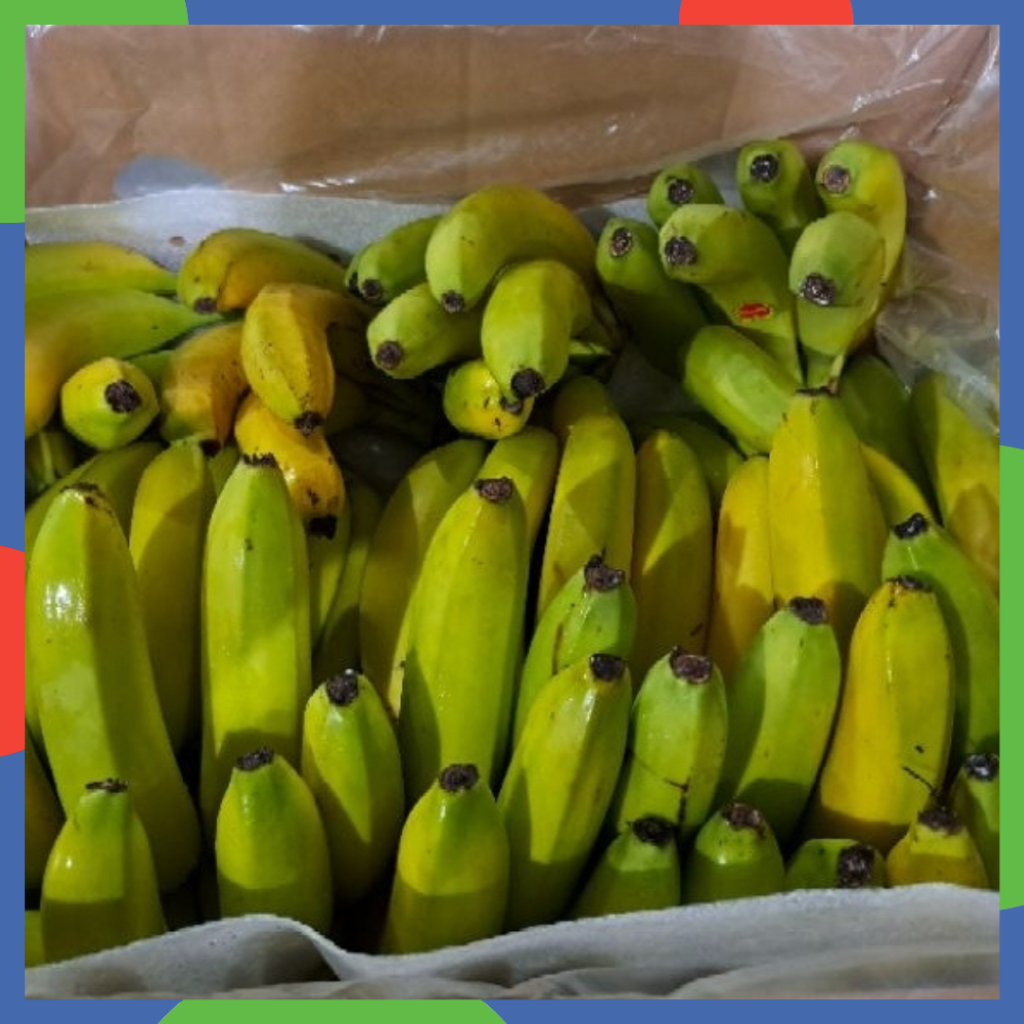 Pisang Cavendish 1 Dus 12Kg