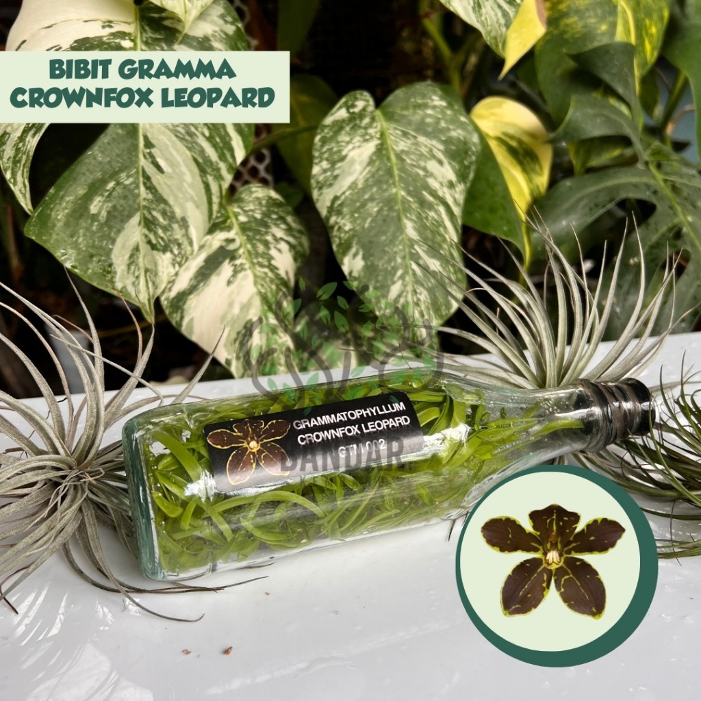 Botolan Anggrek Gramma CROWNIFOX LEOPARD Langka Koleksi Bunga Besar