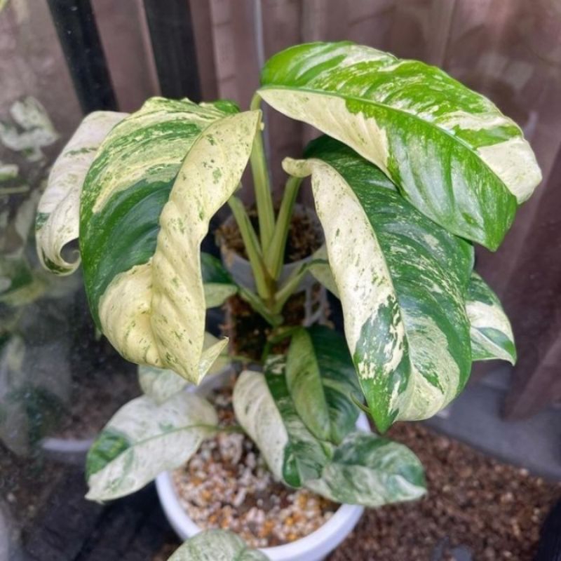 Rhaphidophora Puberula Varigata