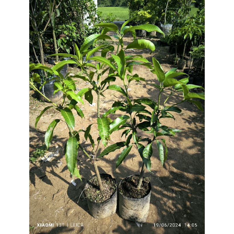 bibit mangga kombinasi 2in1 (1pohon 2jenis)