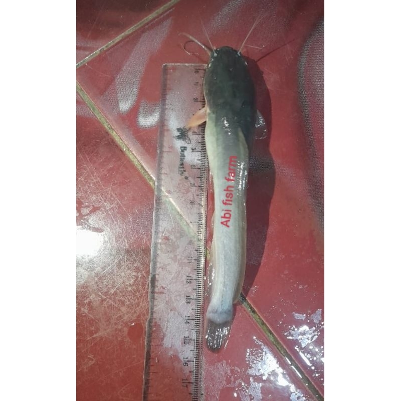 

ikan lele sangkuriang size 14-15cm