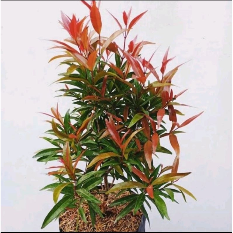 Tanaman Hias Pucuk Merah / Pohon Pucuk Merah Tanaman Hias Hidup.