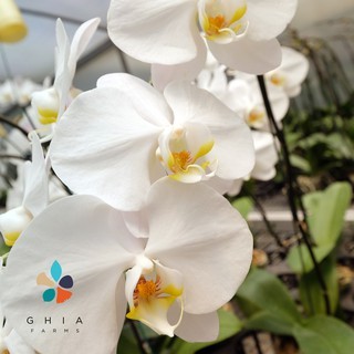 BUNGA ANGGREK ASLI PUTIH UNGU KOLEKSI (ETALASE STANDARD)