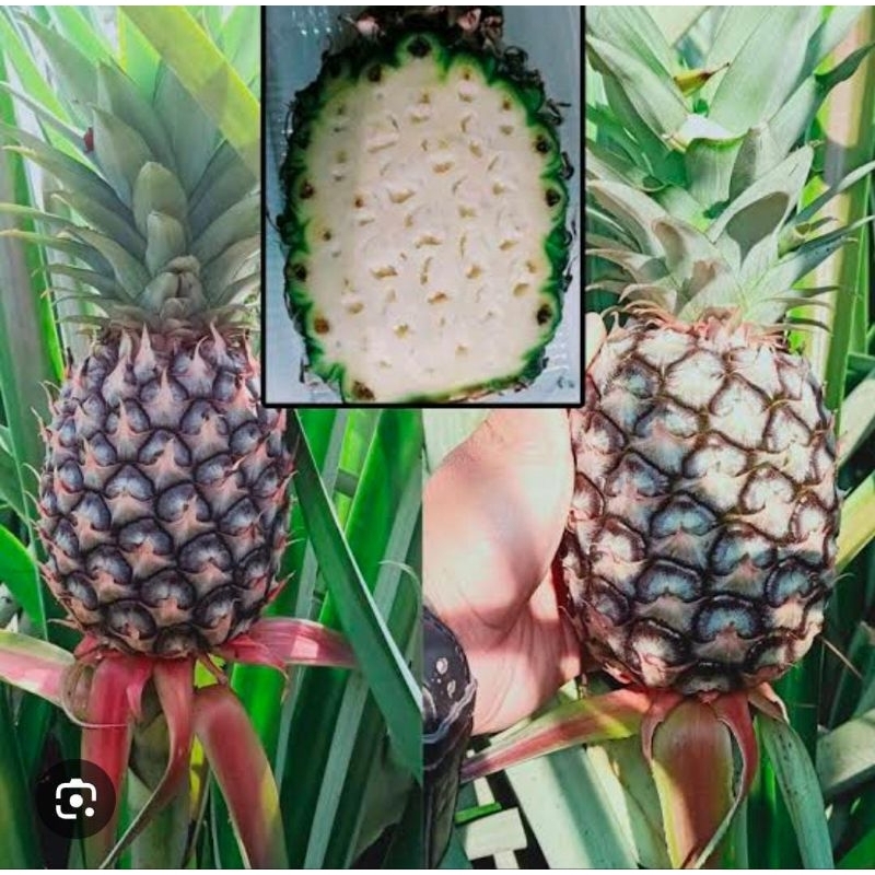 

Nanas Muda Asli Baru Alami Termurah Fresh Segar
