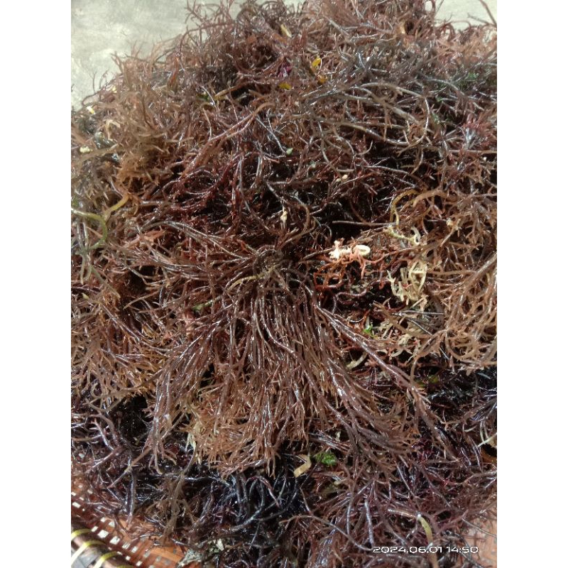 

rumput laut merah segar~rumput laut fresh 1kg