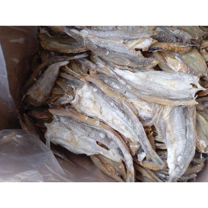 ikan asin BLOSO belah / gabus laut / JAMBRONG laut bersih segar 1kg