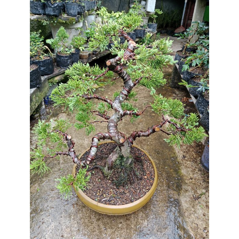 bonsai cemara sinensis