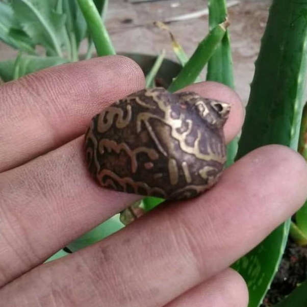 Dijamin Original  Kul kol keong buntet kuningan hitam