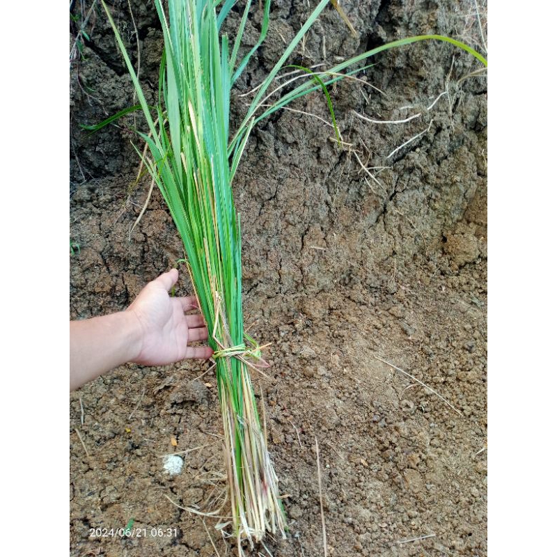 

DAUN ALANG ALANG FRESH 100 GRAM