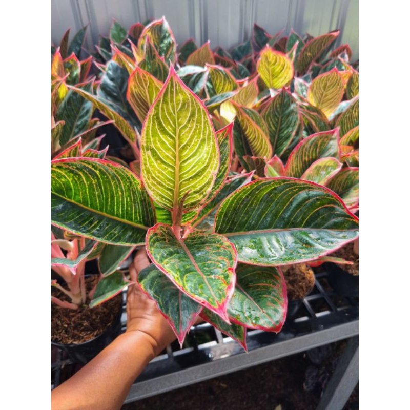 aglonema lipstik peterpan