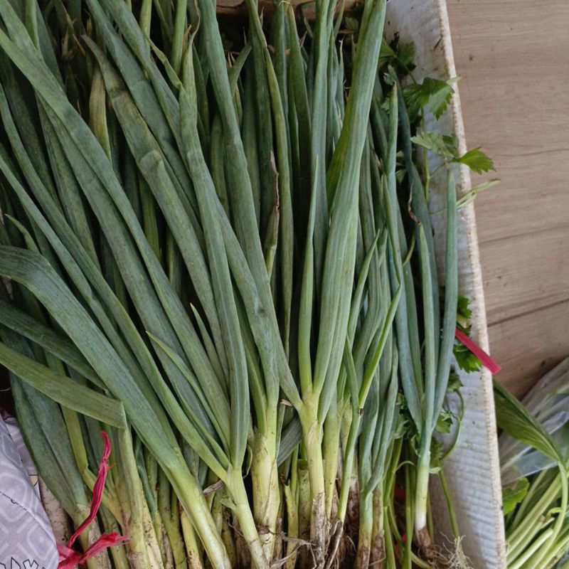 

sayur daun bawang seledri 1kg