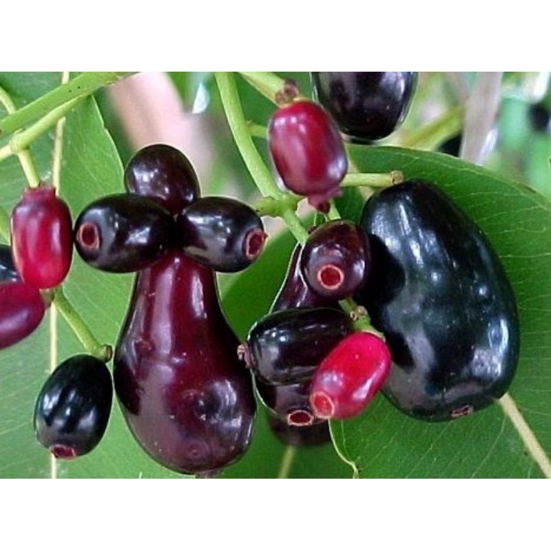 BIBIT BUAH DUWET | JUWET | JAMBLANG BUAH LANGKAH