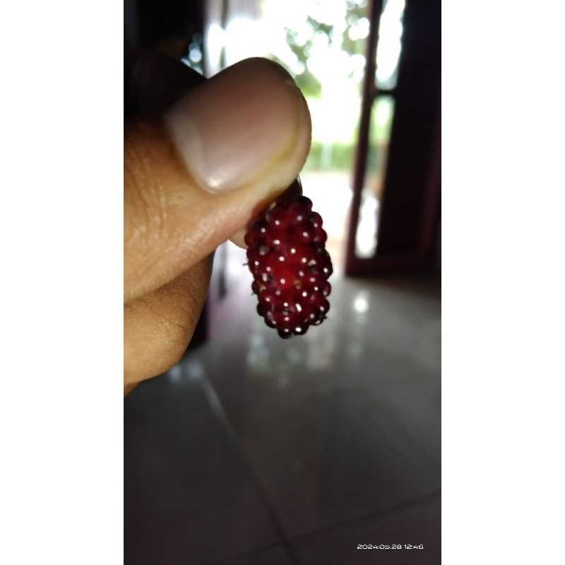 

Untuk Tang Bhekal Se ratdhin wkwk