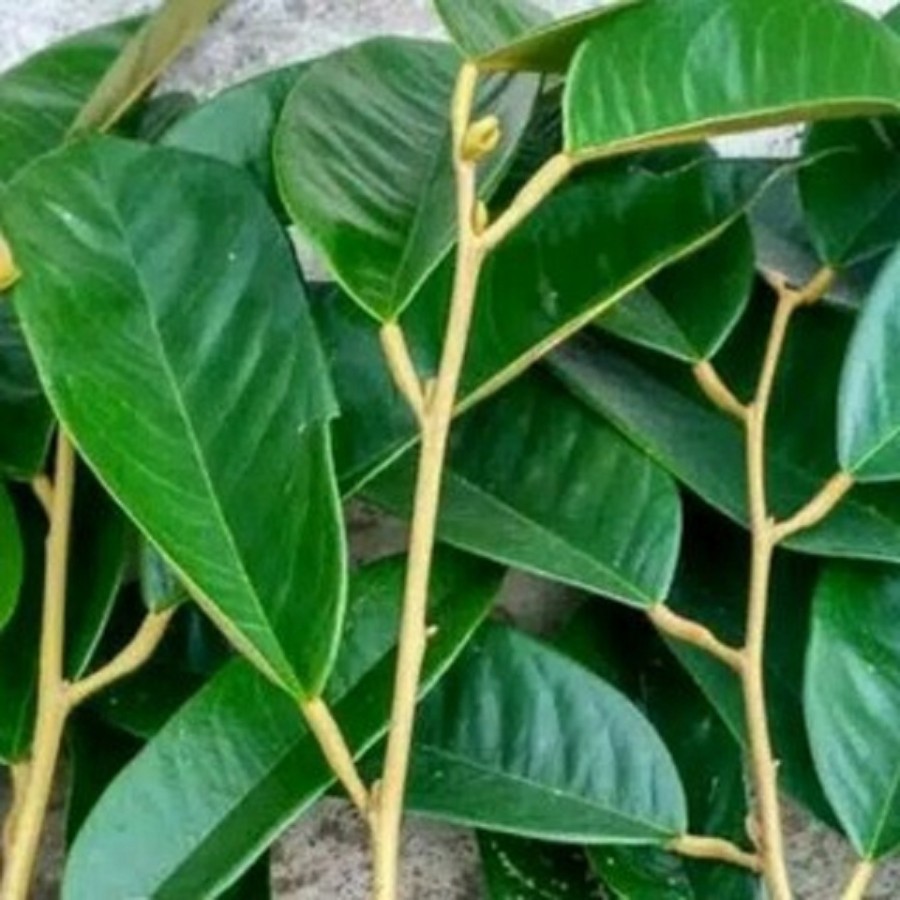 (KHUSUS) ENTRES DURIAN MERAH ENTRES DURIAN SUPER BERKUALITAS (30PCS)