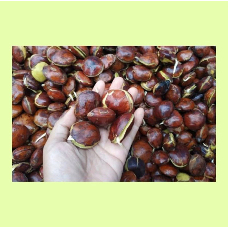 

Jengkol / jengkol mentah / jengkol fresh