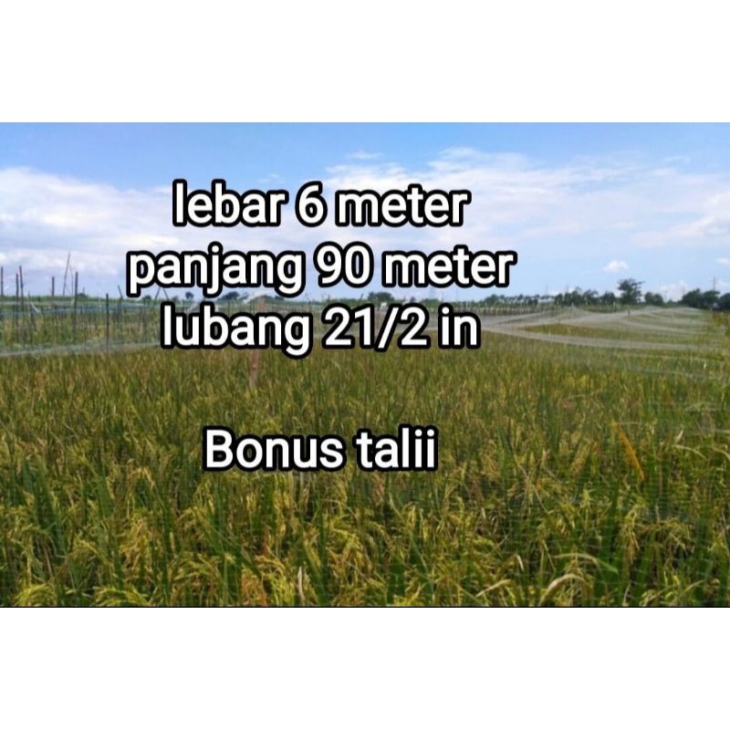 Jaring burung, jaring padi senar 012 lubang 21/2 inci 100x100 lebar 6 meter panjang 90 meter bonus 2