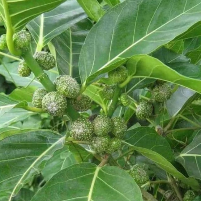 

Khusus produk Akar Awar Awar Kuciat segar 500 gram.