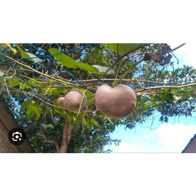 

Kentang Gantung 1 Buah Gembolo Segar Udara Bibit Enak Obat Herbal Tradisional Termurah