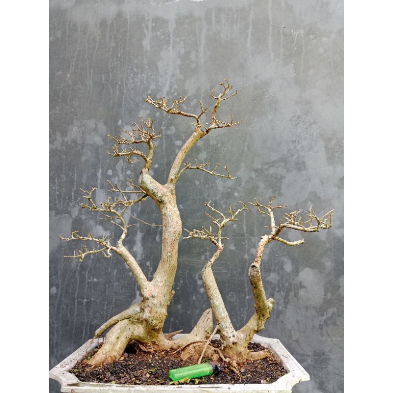 Bonsai Wacang ( Wahong Sancang) | Bonsai Sancang