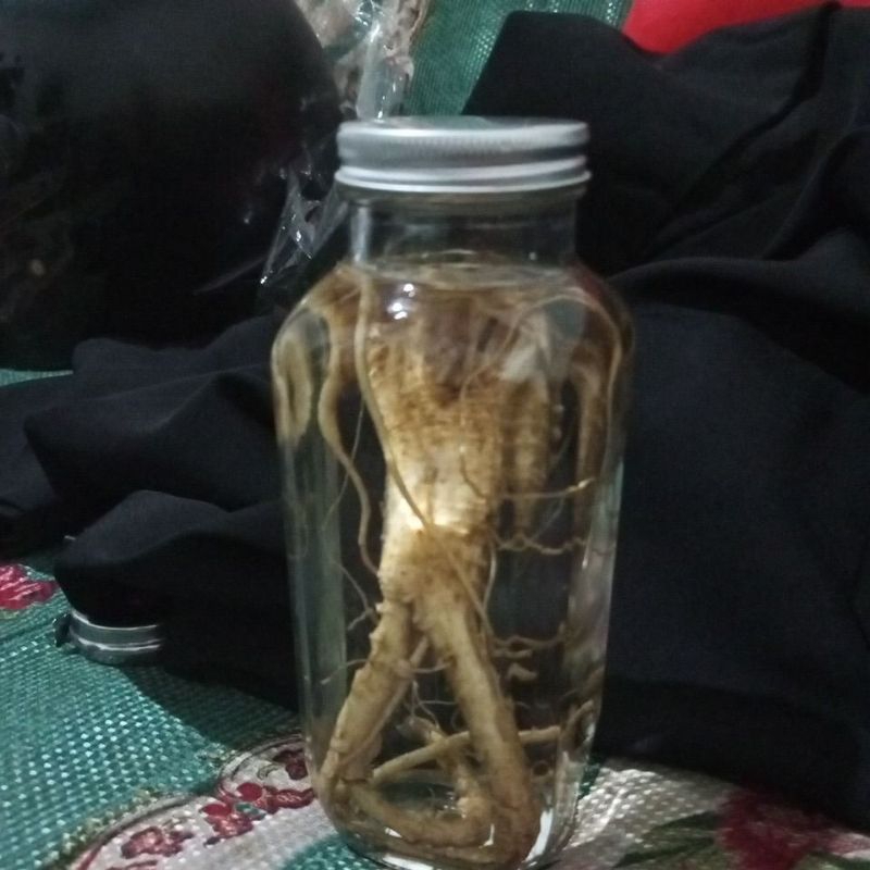 

Jamu tradisional heebal Ginseng Merah Jumbo 500 ml Baceman rendaman Ginseng Gingseng Ar4k Bal1 40% murni