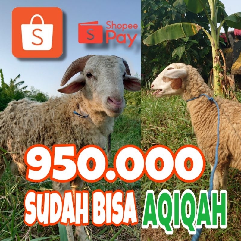 

Harga Mulai 950.000 Sudah bisa AQIQAH Stok ready tiap hari bisa Juga disalurkan ke yang Berhak (YAYASAN YATIM PIATU)