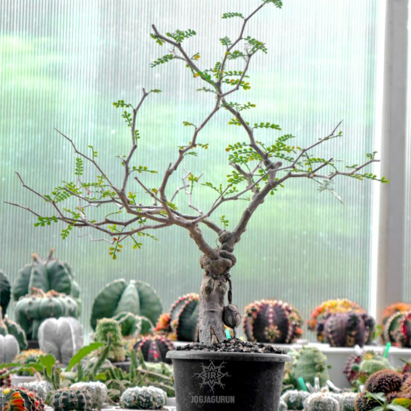 Operculicarya Pachypus (Natural Bonsai)