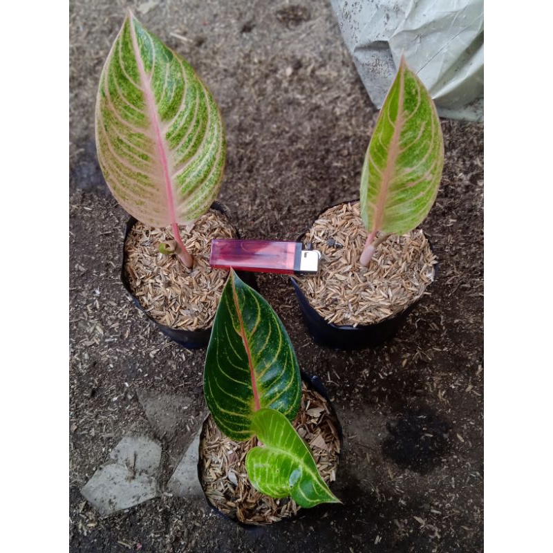 aglonema veronica golden anak samping real picture