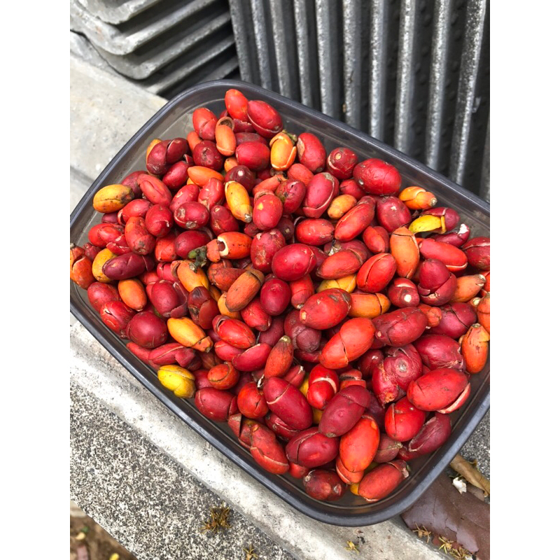 

KULIT MELINJO 500gram BELINJO MENTAH FRESH