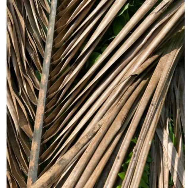 

Daun kelapa Kering untuk bahan kerajinan 50 batang