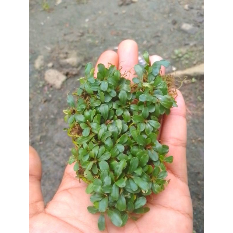 Bucephalandra Super Mini Keriau porsi 1 Keranjang