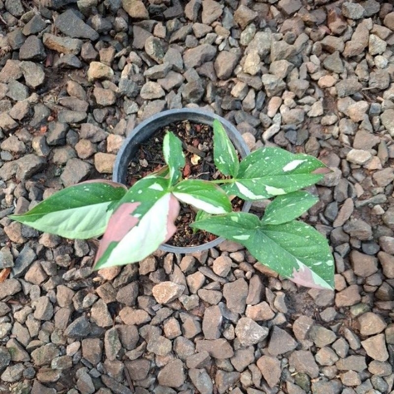 syngonium red spot tricolor