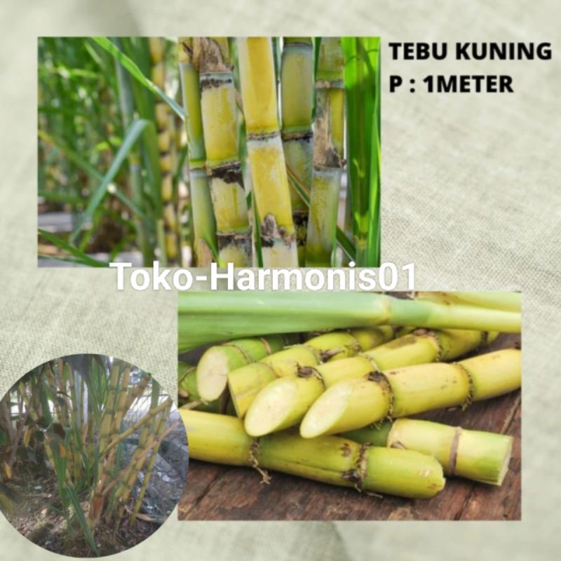 

Tebu kuning segar Panjang 1 Meter