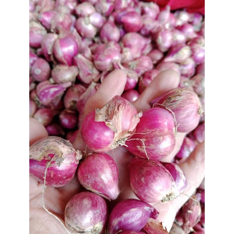

bawang merah lokal nganjuk tanggung besar grade B glowing - brambang lokal nganjuk tanggung besar grade B bersih dan murah