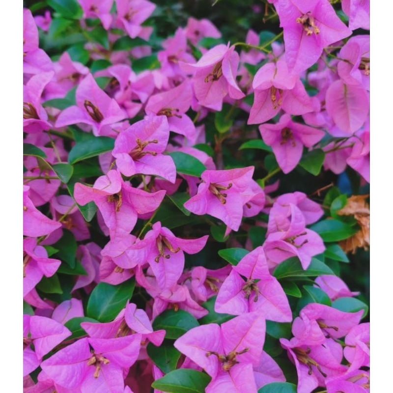 Bunga Bougenville id Ungu Bangkok purple ORI